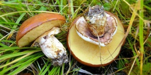 Kako kiseliti vrganje: recepti za kuvanje za zimu, soljenje u teglama, u kanti, ispod najlonskog poklopca